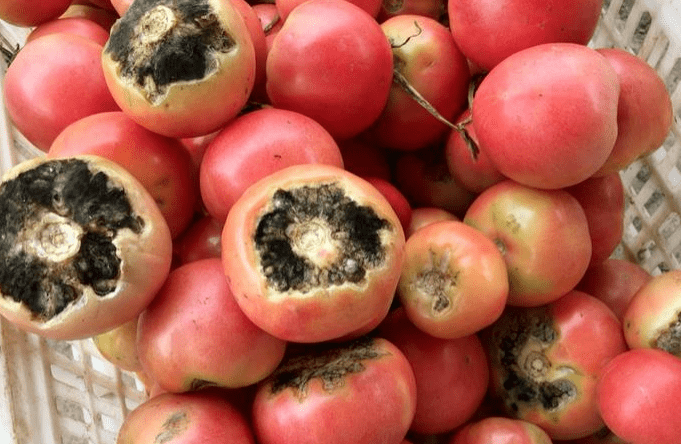 这种黑斑主要是由交链孢菌引起的,而它产生的毒素叫交链孢毒素,这种