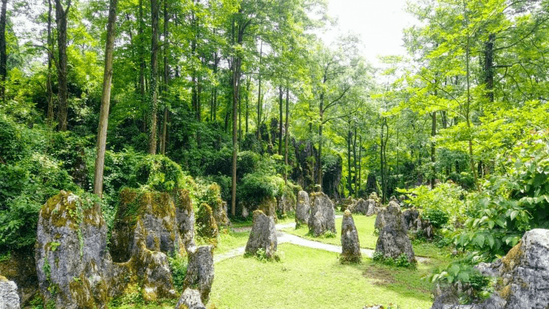 绿色石林荷花竞相绽放,亭亭玉立,清香怡人,吸引了众多游客慕名打卡.