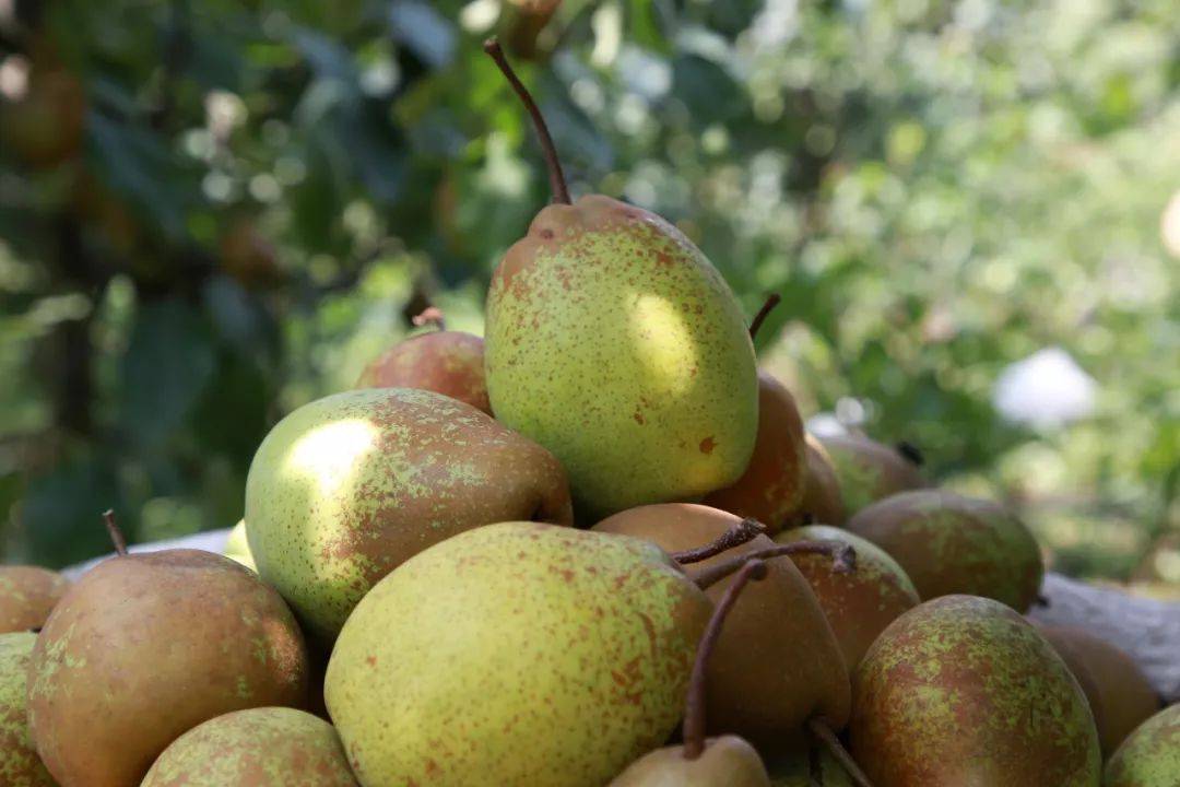 洋川东山梨争鲜上市!_绥阳县_东山村_赖翊凡