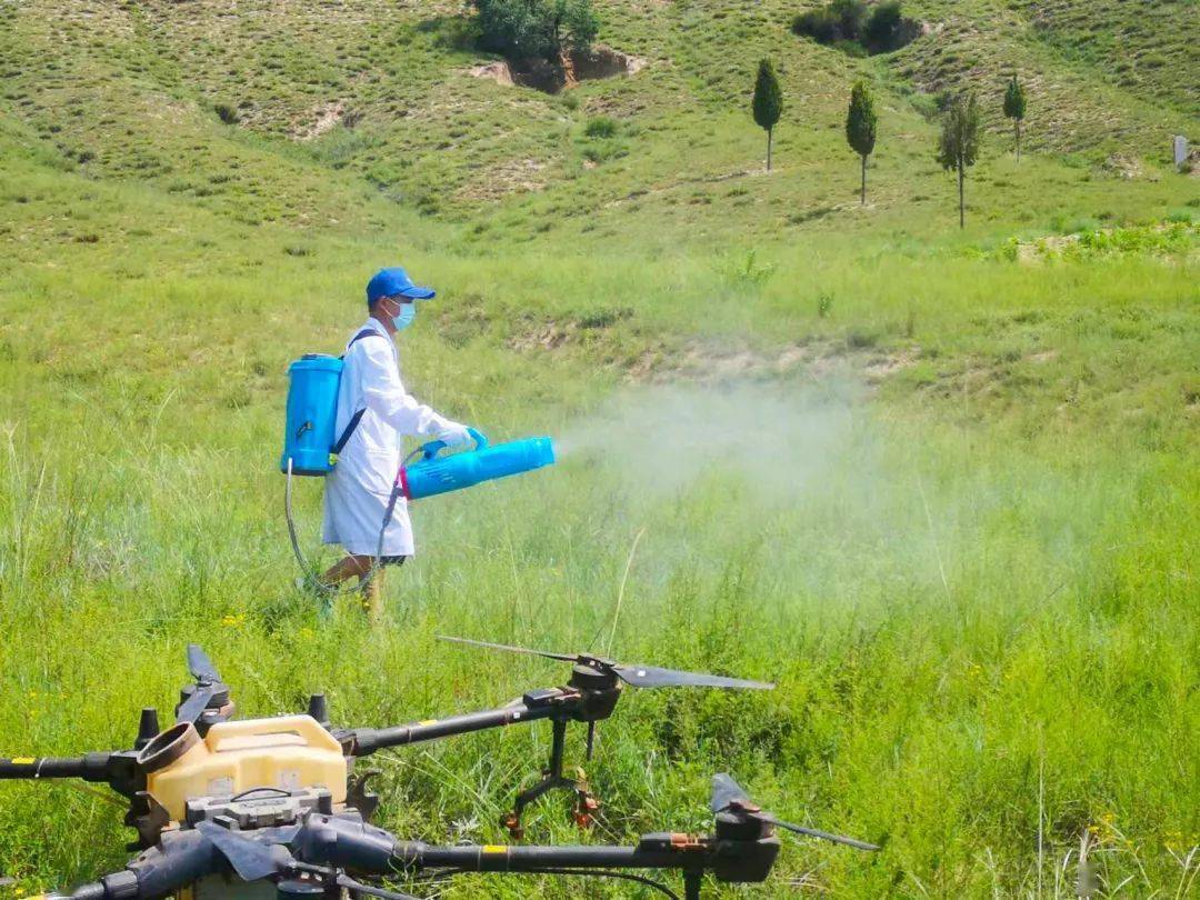 草原有害生物防治,志丹县这样做_工作_虫害_鼠害