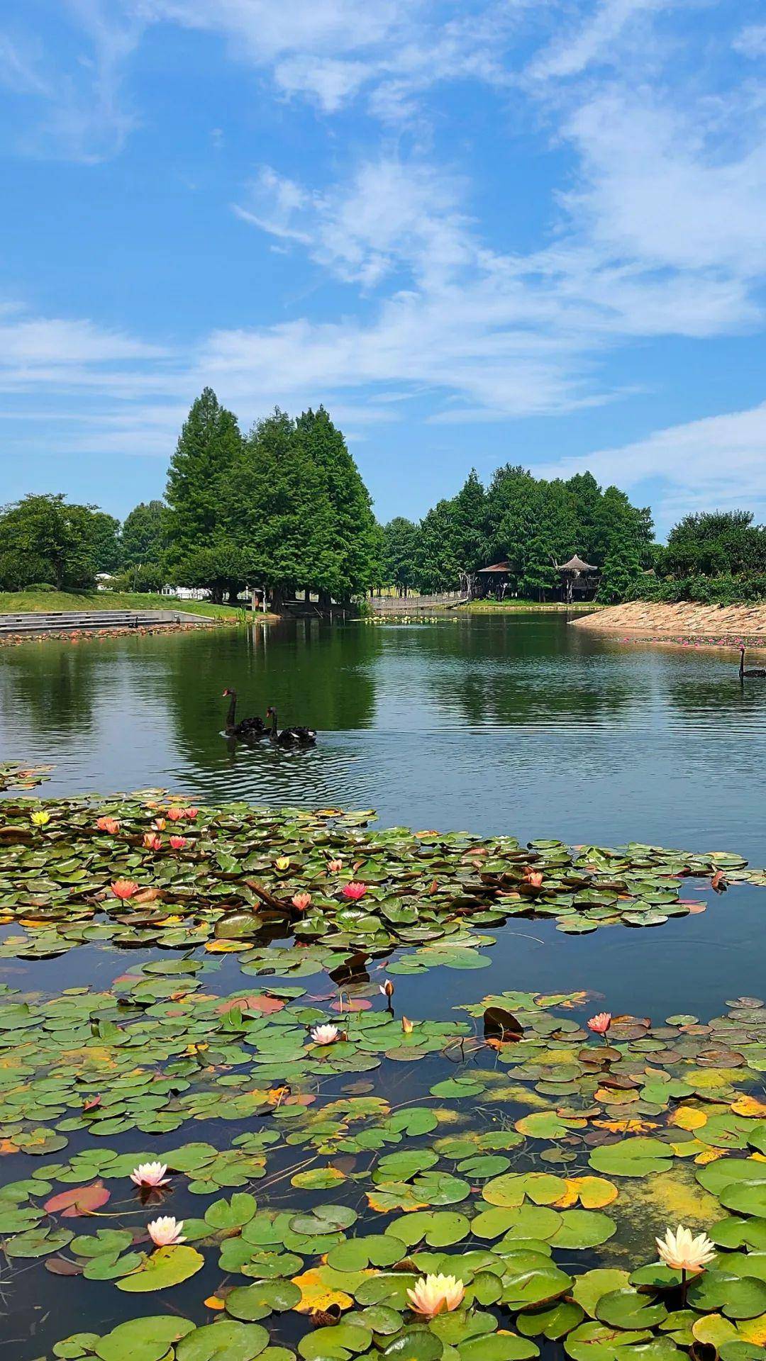 辰山这里好似人间仙境_防疫_游客_承载量
