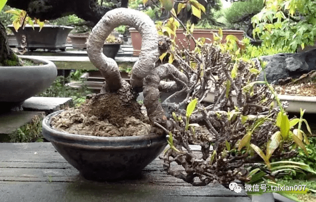 精品200款日本缩缅葛盆景