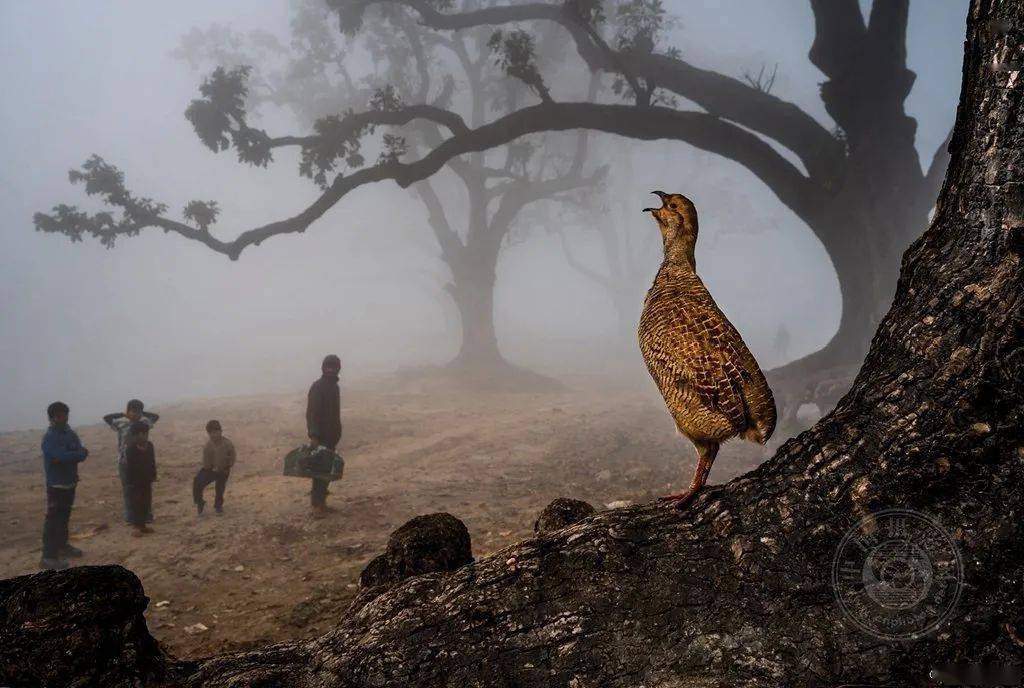 【作品欣赏】第11届阿联酋迪拜哈姆丹国际摄影大赛获奖作品_塞拉多