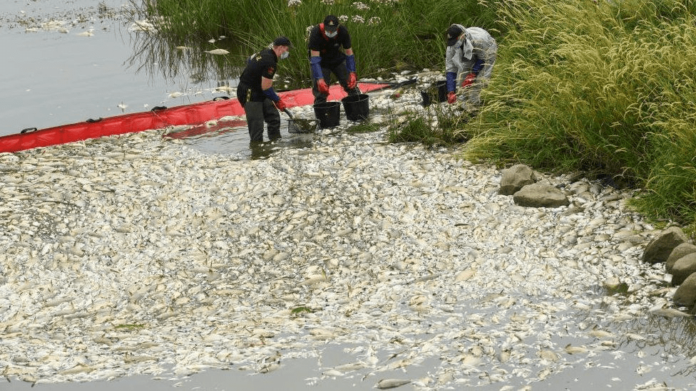 德波界河奥得河突现成吨死鱼，原因不明，两波兰官员被解雇