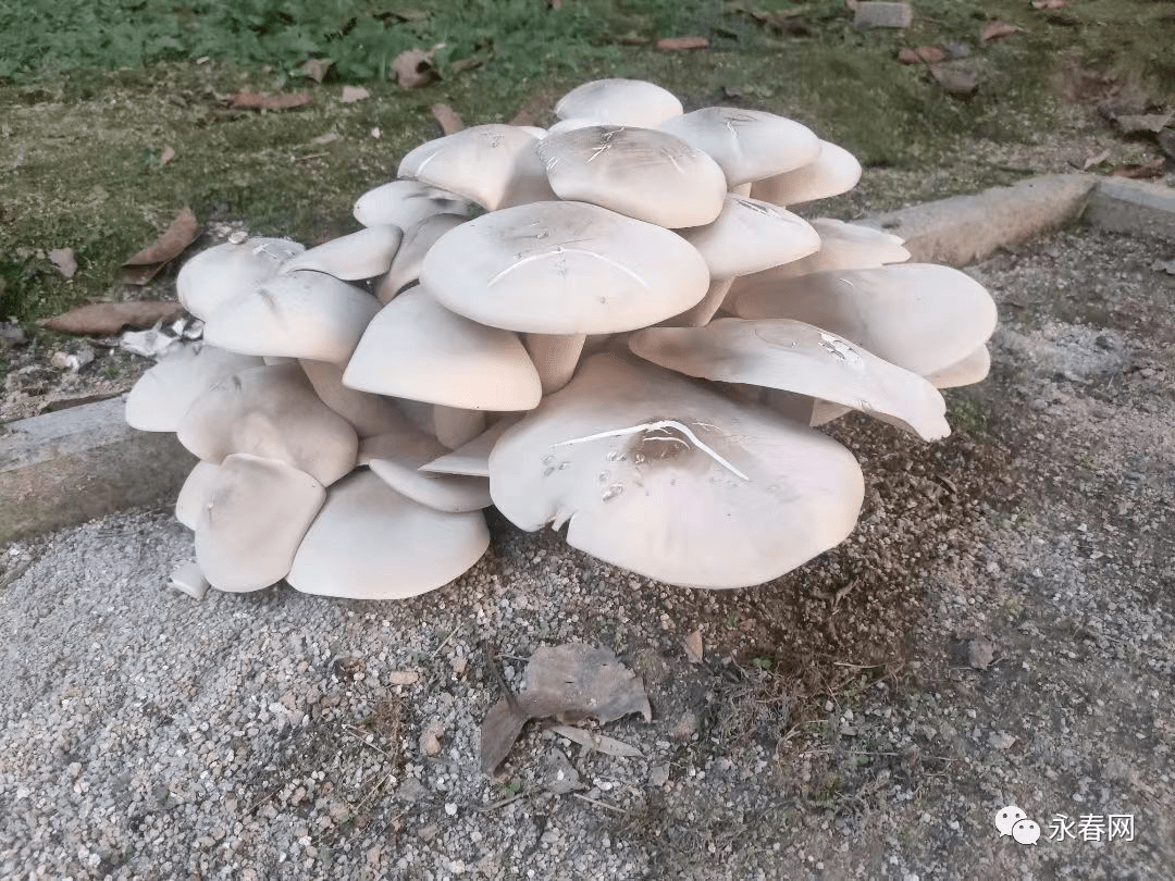 看起来十分水灵蘑菇正面看上去类似木纹呈灰白色层层叠叠长在一起有十