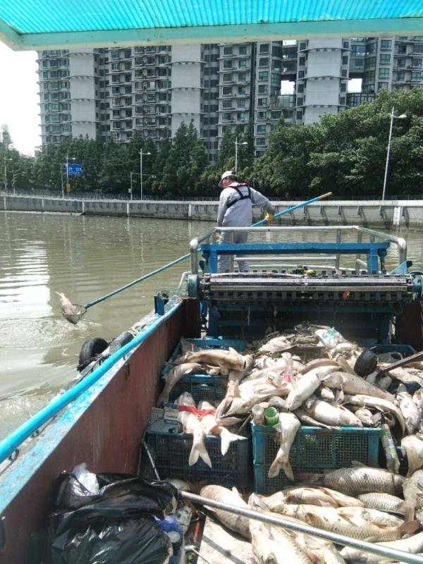苏州河频现大量死鱼，都是不科学放生惹的祸！