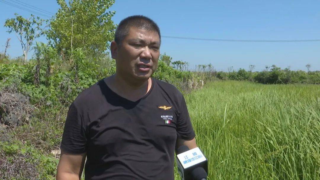 沙岗镇: 抗旱保灌 确保夏粮稳产稳收_江陵县_水稻_旱情