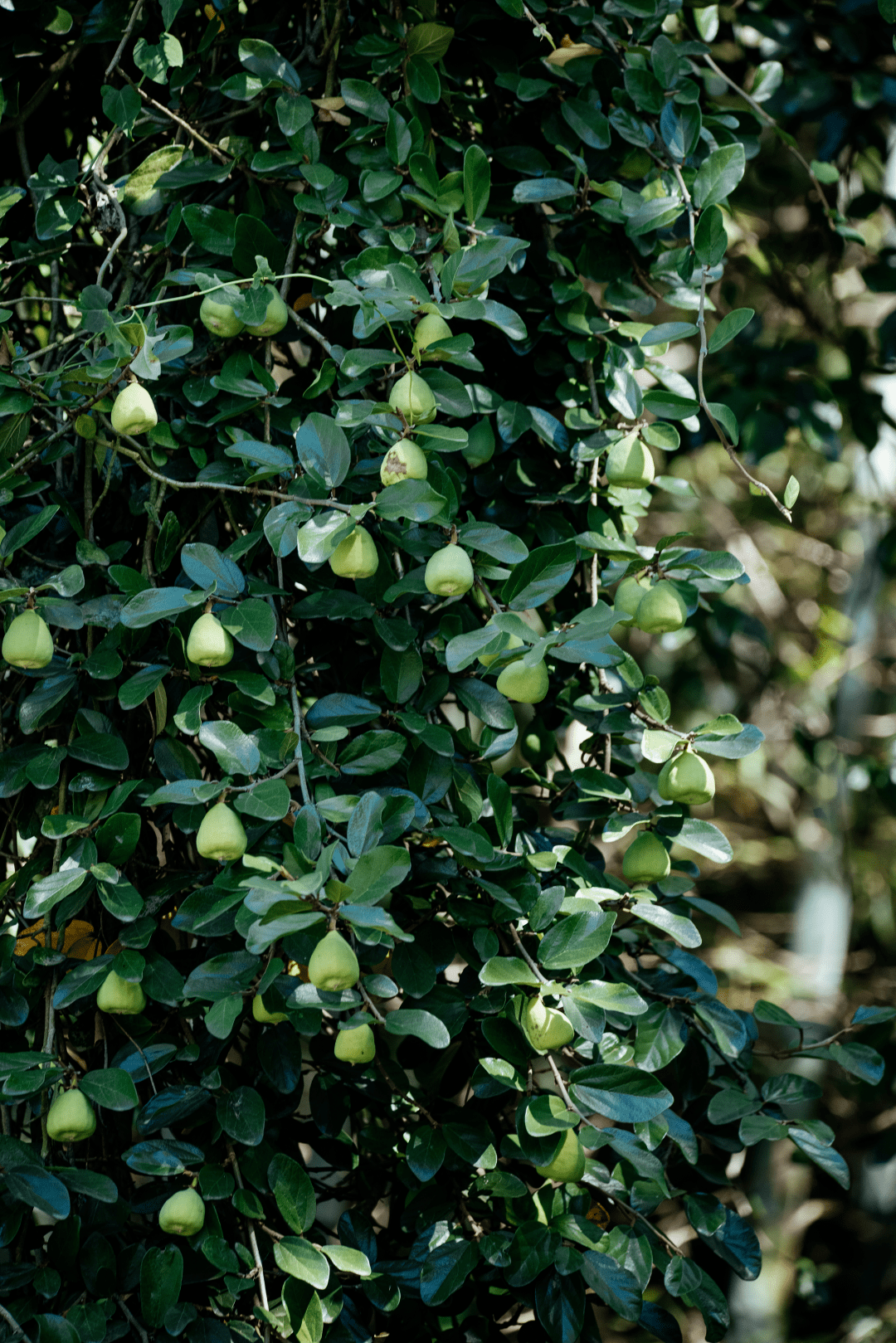 辰山植物园又见夏日清凉食物,薜荔_防疫_游客_时间