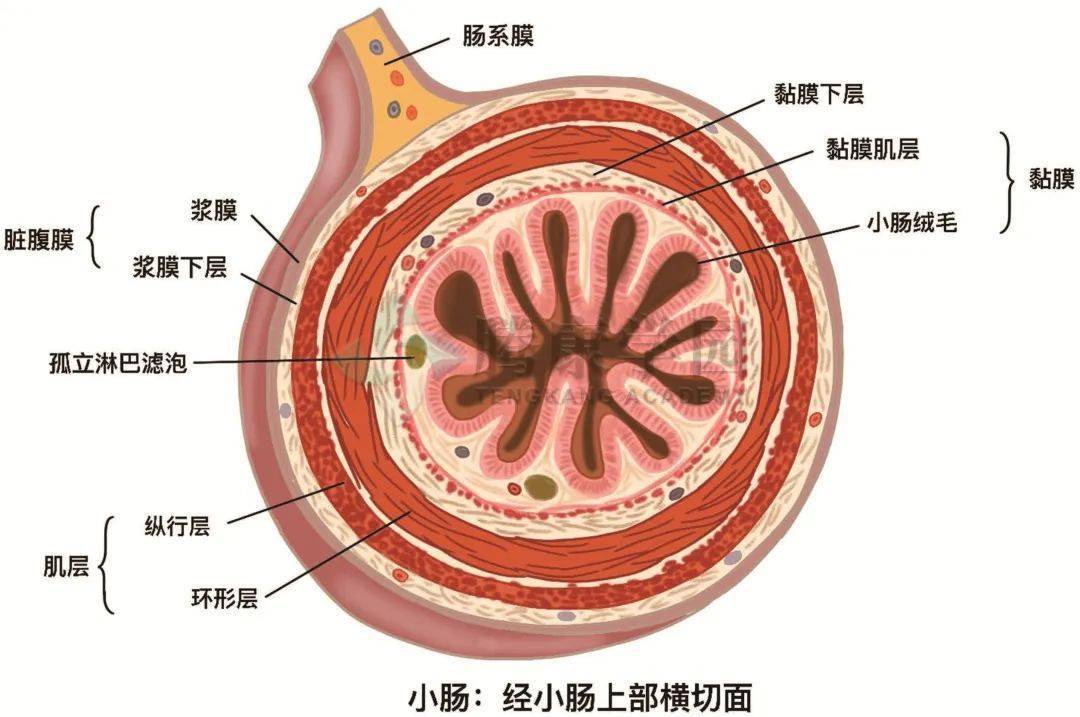 小肠壁结构模式图图片