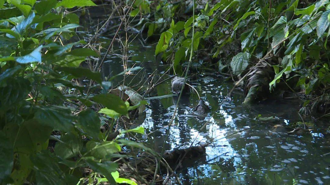 马鞍山农场,梅林镇,后溪乡被电视台曝光!人居环境整治亟待改善.