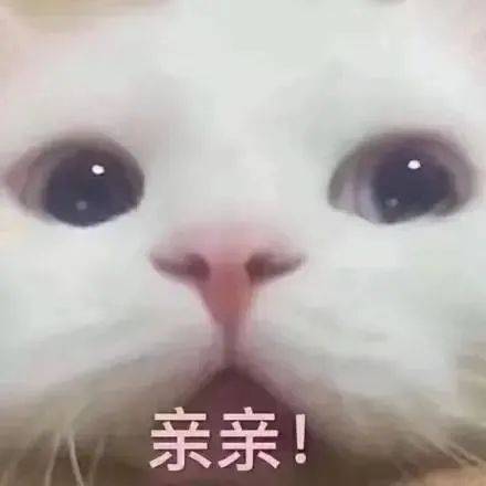 【GIF】请收下小猫咪的亲亲!_定义_鸡腿