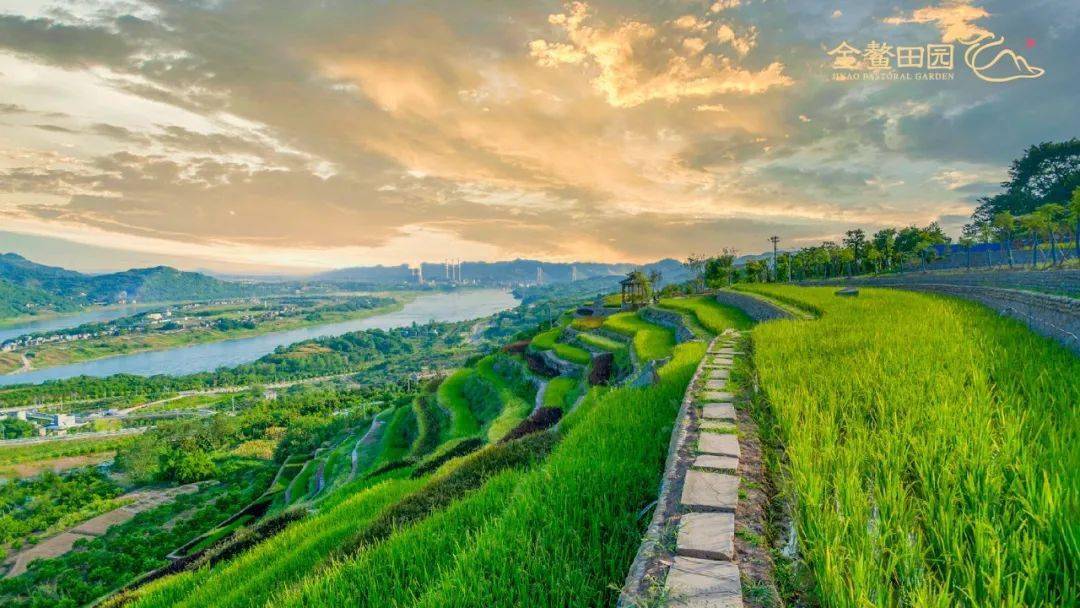 推动乡村振兴,大渡口走农村产业融合发展之路_金鳌村_大渡口区_村民