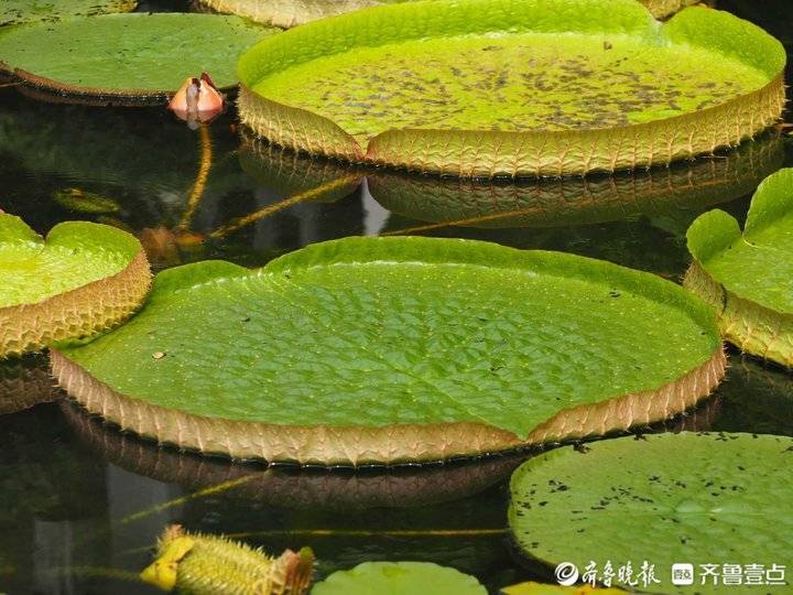 济南大明湖巨型王莲含苞待放，叶片直径最大可达3米以上