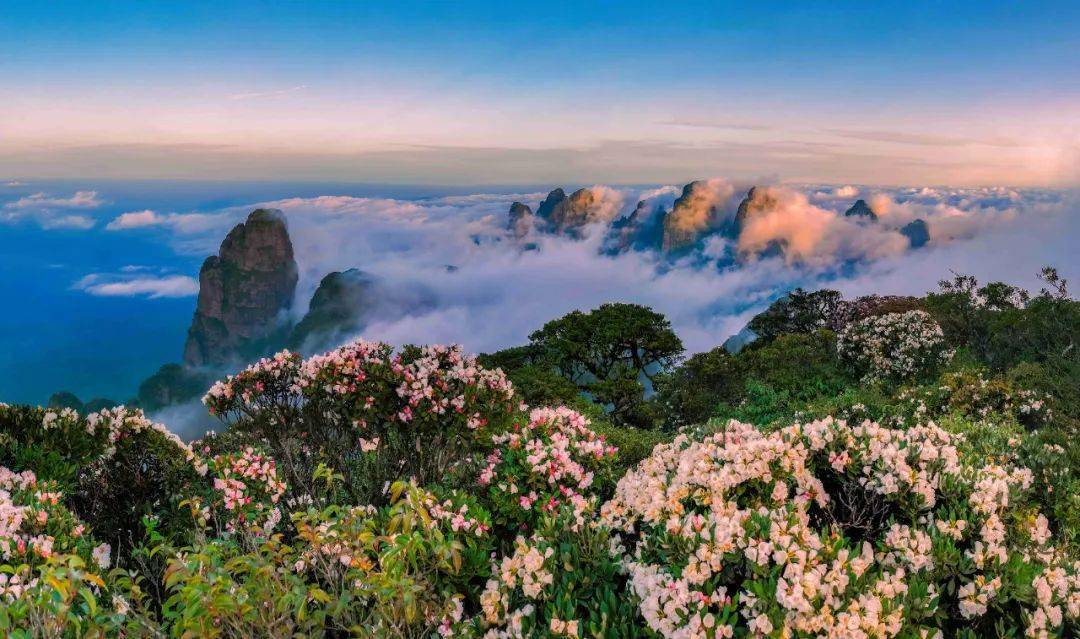 金秀风光 " 摄影大赛 " 美照欣赏_圣堂山_杜鹃花_古树