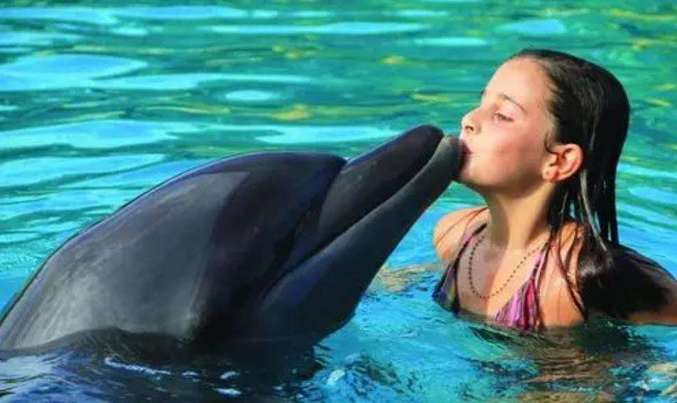 日本发生至少17次海豚袭击人类事件,至今不知为何被激怒_福井县_海滩