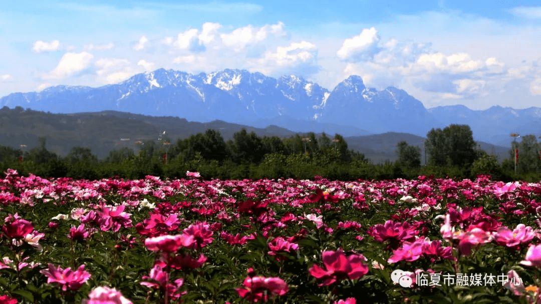 《王坪雪山》马玉林《幸福临夏之相得益彰》张志强《临夏市牡丹长廊》
