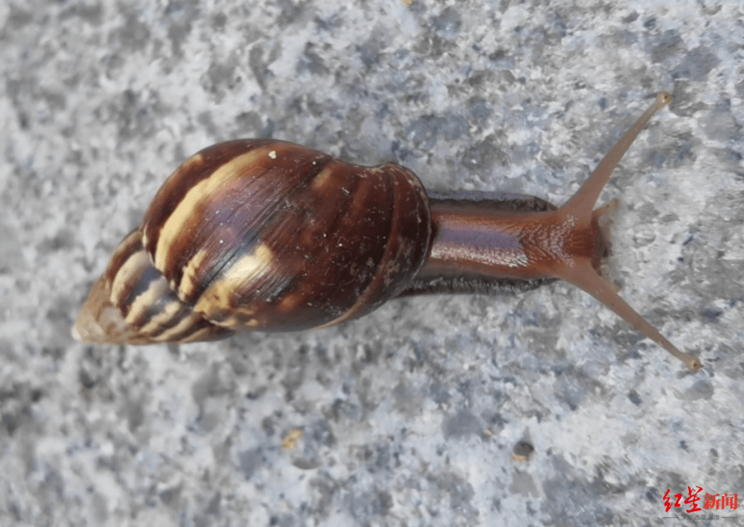 蜗牛_攀枝花_小区