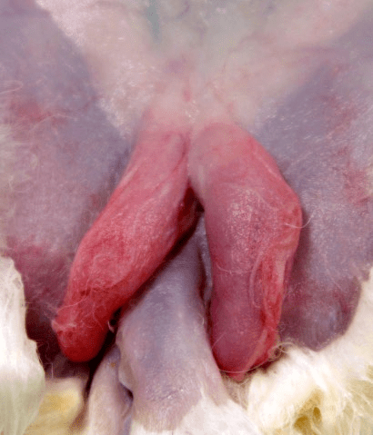 成年公兔子的睾丸图片图片
