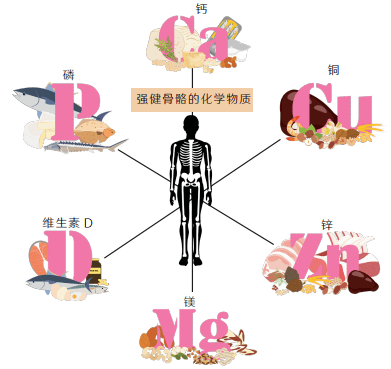 人体离不开的磷元素_磷脂_磷酸钙_能量