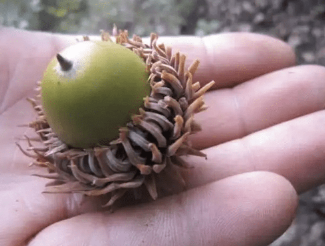 有1种栎树10米高,结出棕绿色"果子",能做成陀螺,奇特,珍贵_果树_植株