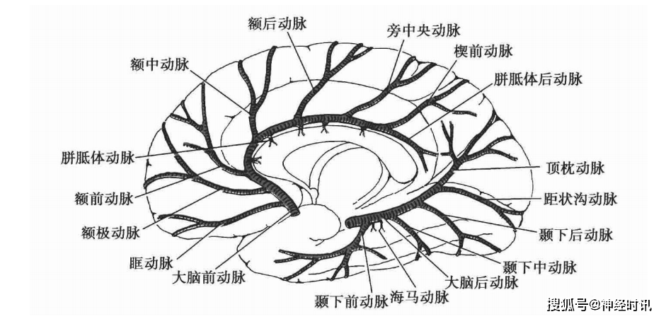 水平行向前内,横跨视神经上方进入大脑纵裂,贴胼胝体下回斜向前上,再