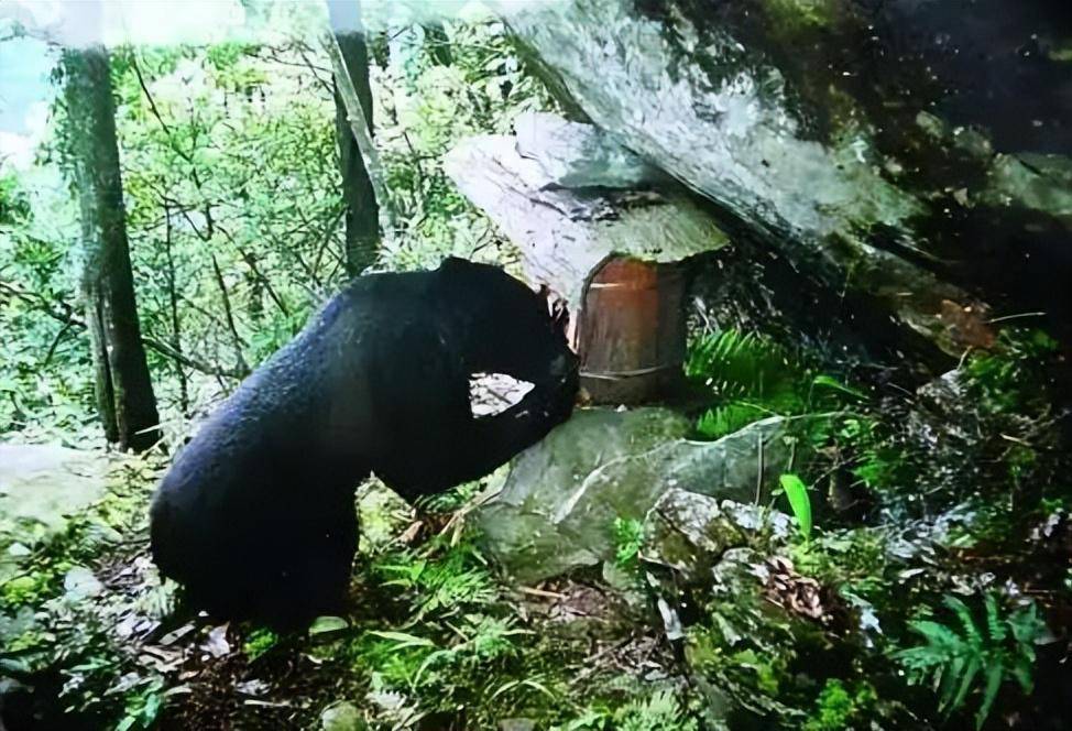 广西元宝山有黑熊出没,杀死200斤野猪,野人传闻被推翻?