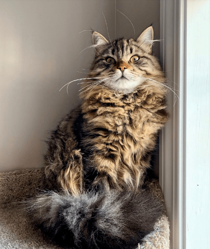 一只森林猫从小到大变化有多大?来看一位铲屎官的记录.