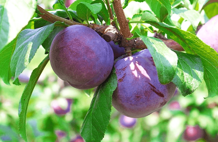 【陕西黑宝石蜜李】39元5斤 夏日解腻黑布林,绵软爆汁,酸甜可口,遇见