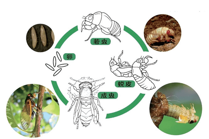 盛夏里的大自然乐队 破解鸣虫发声的神奇奥秘