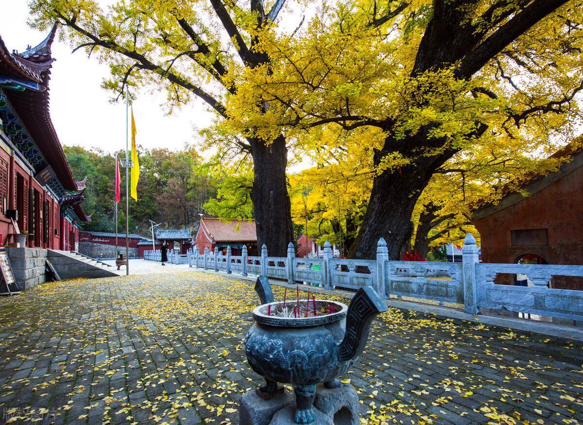 河南最美寺庙，不要门票还免费提供斋饭，5棵银杏被誉为世界树王