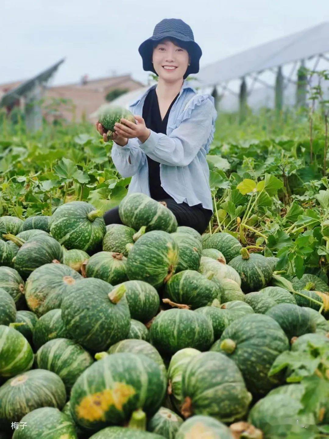 明日劇透|南瓜套種 省地增產_李梅_永壽縣_板栗