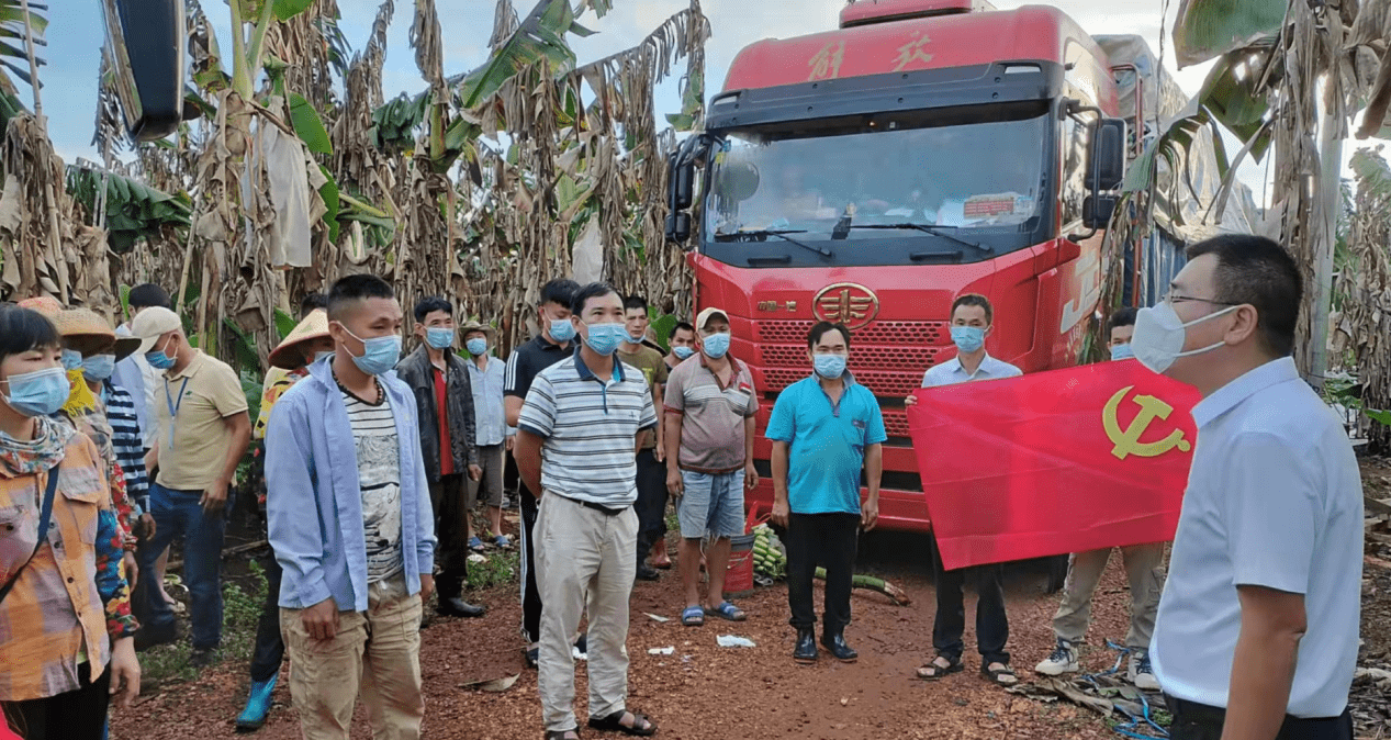 海南临高:疫情防控和农业生产两手抓 书记送村民到田头采摘香蕉_企业