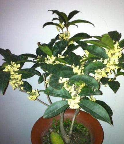 桂花盆景如何制作桂花盆景的制作方法 工作 进行 修剪