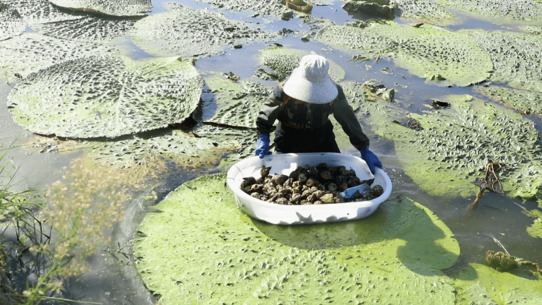 目前全镇种植1000余亩芡实还辐射到周边村农户种植周德轩在自己种植的