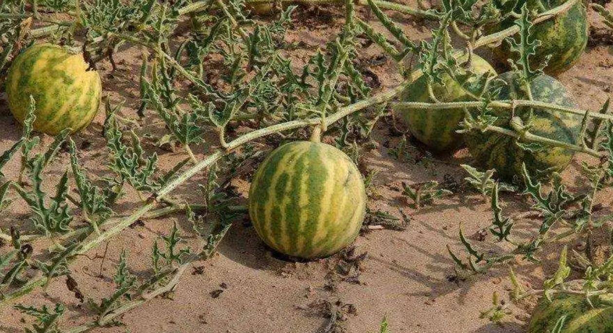 长在沙漠中的西瓜，为何渴死也没人敢吃？吃了后果十分严重