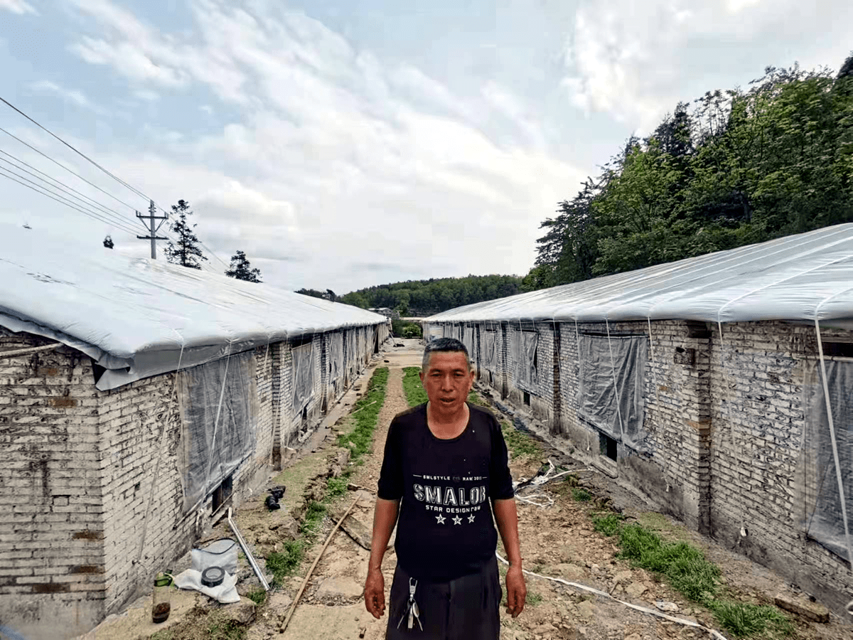 清镇:肉鸡圈舍提升改造惠及养殖群众_清镇市_生态_家禽