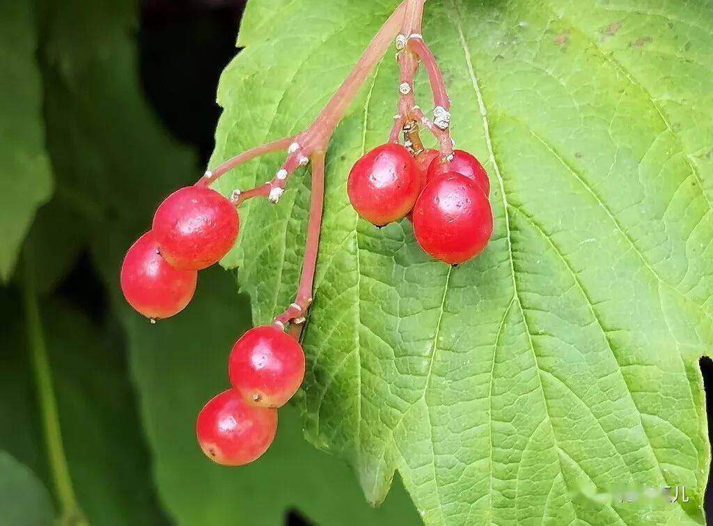 琼花结果 如珠似宝