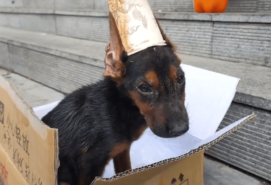 立耳断尾失败,患病小杜宾被抛弃,撕开狗耳上的纸杯,才发现狗狗的耳朵