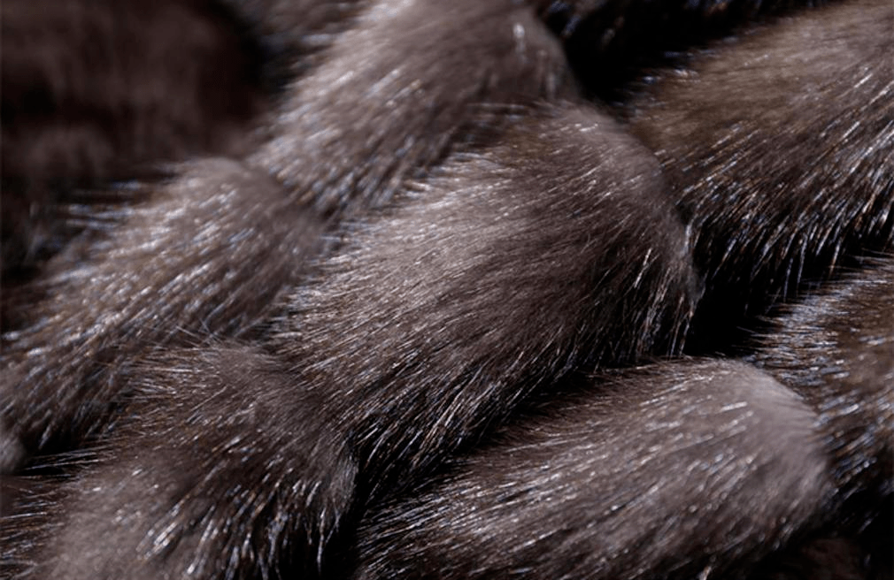 科普| 紫貂之殇:毛好不是我的错_皮毛_动物_貂蝉冠