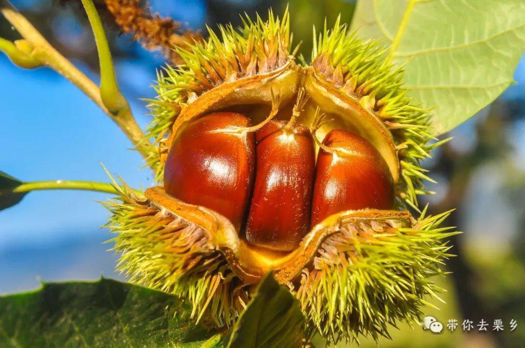 8岁以下禁售!_板栗_防控_服