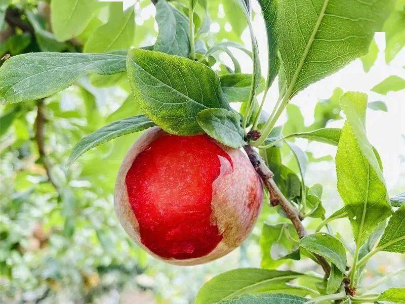 佳和超市丨【新疆恐龙蛋杏李】来自新疆伊犁的这颗"