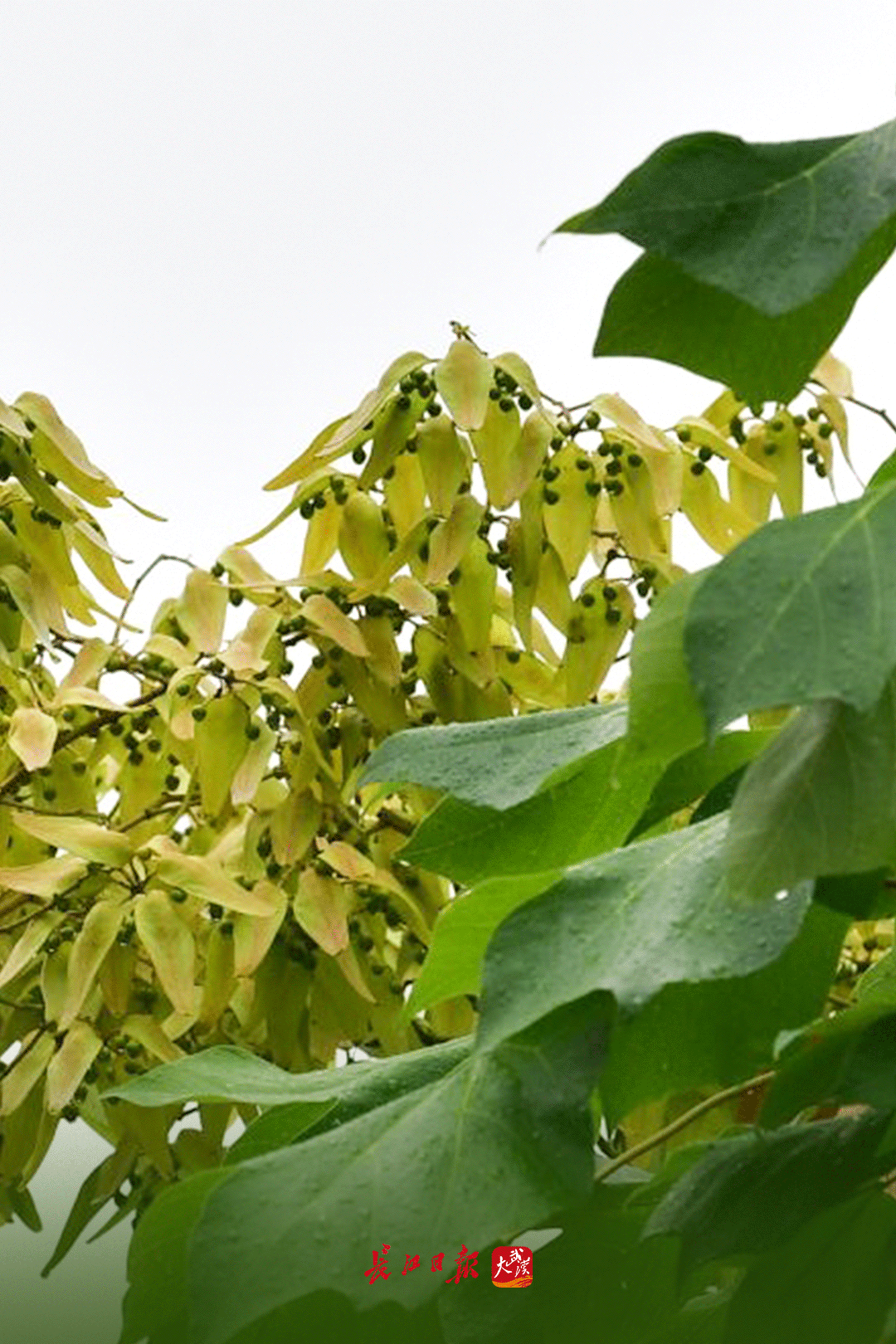 河街,宏图路等道路两旁的梧桐树上陆续挤满了一簇簇赭红,金黄的果实