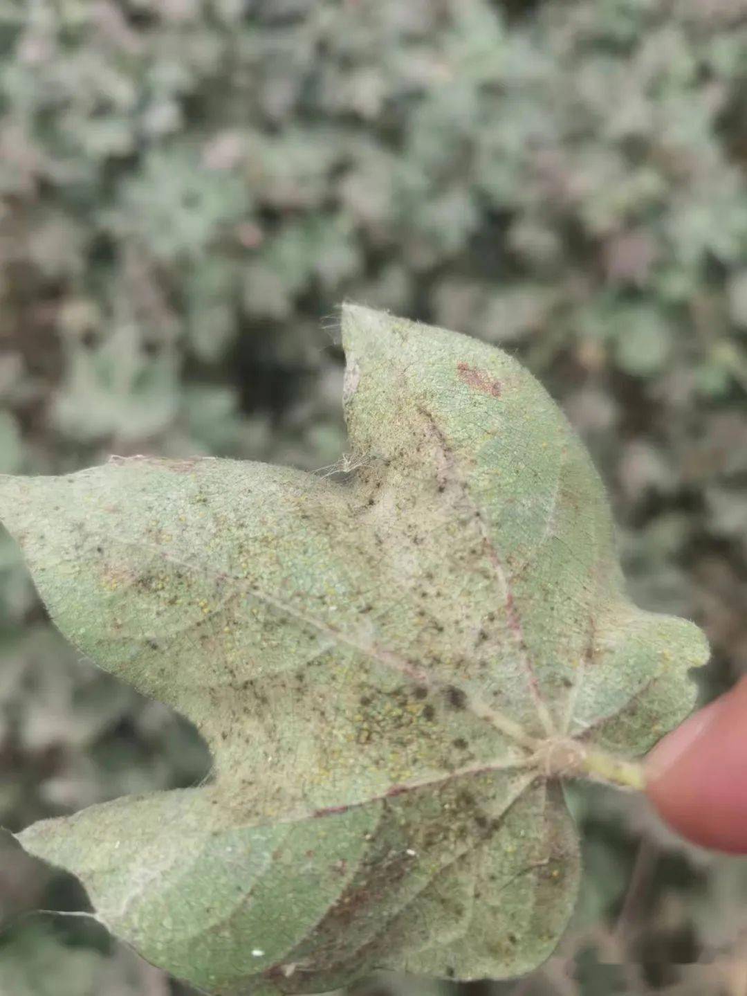 今年来看,棉叶螨一直处于一个较低的水平,这与气候和用药水平的提高有