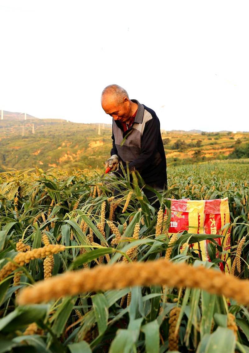 夏县:春播谷子喜丰收_卫红辉_瑶峰镇_家坪村