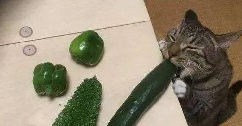 一些馋得不行的猫咪,更是会偷吃黄瓜,话说猫咪不是不喜欢吃蔬菜的吗?