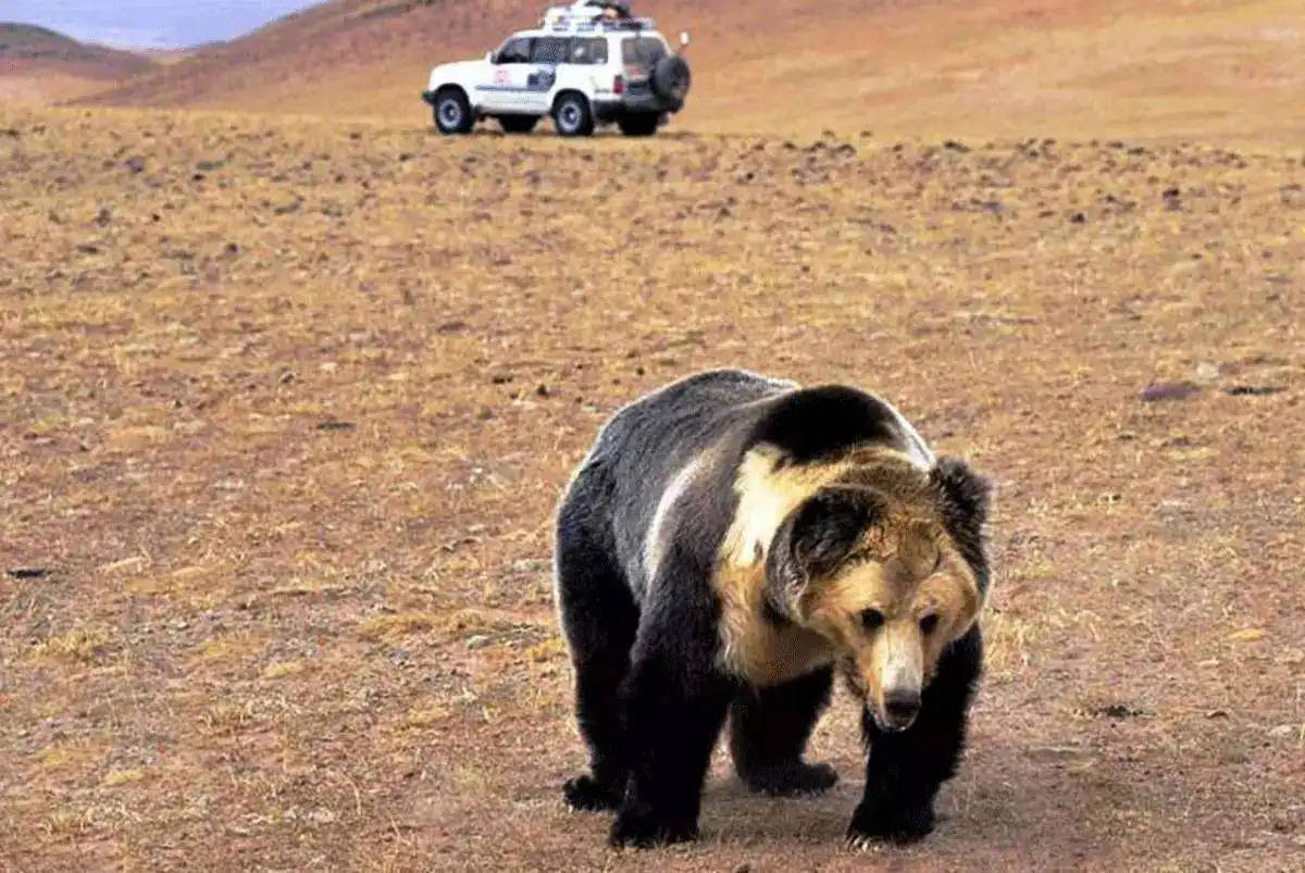 孰是孰非,部分地区人熊矛盾已不可调和?