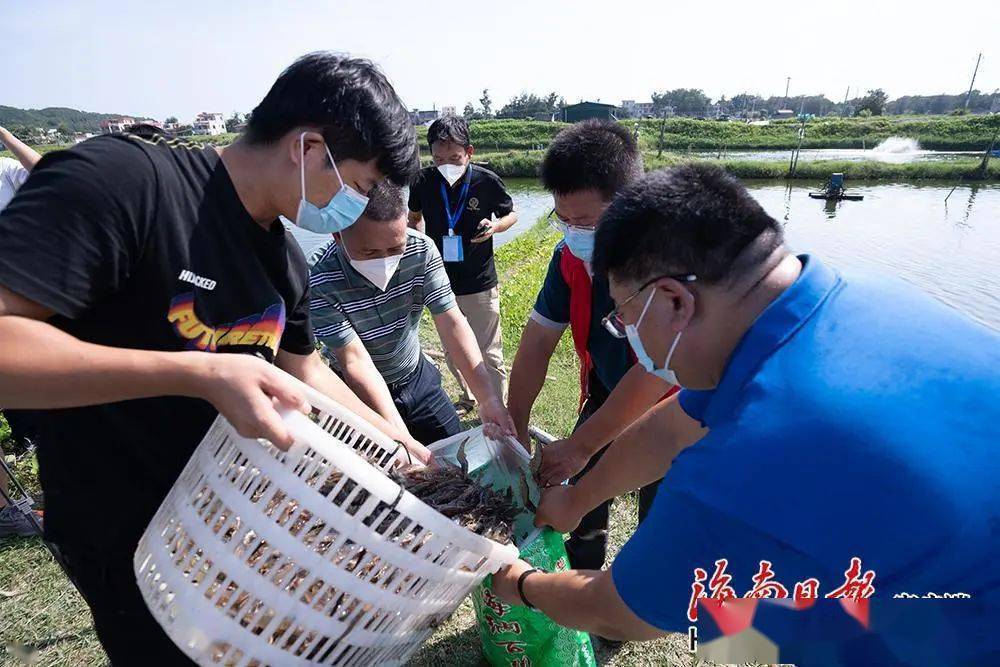 2022年8月23日,在万宁市东澳镇龙保村,物业公司人员来买虾.