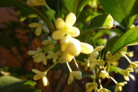 想要盆栽四季桂 花繁叶茂 一年四季有花看 关键是配土 桂花 开花 泥土