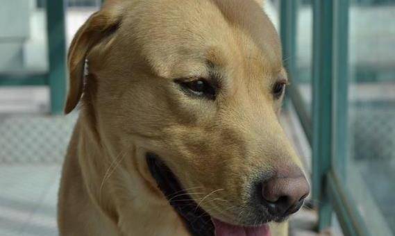 宠物狗被主人遗弃,躺在泥坑里不愿离去,苦苦等候的表情让人心疼_狗狗