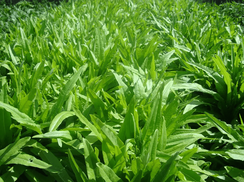 油麦网络用语图片